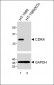 CDK4 Antibody [Knockout Validated]